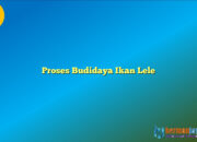 Proses Budidaya Ikan Lele